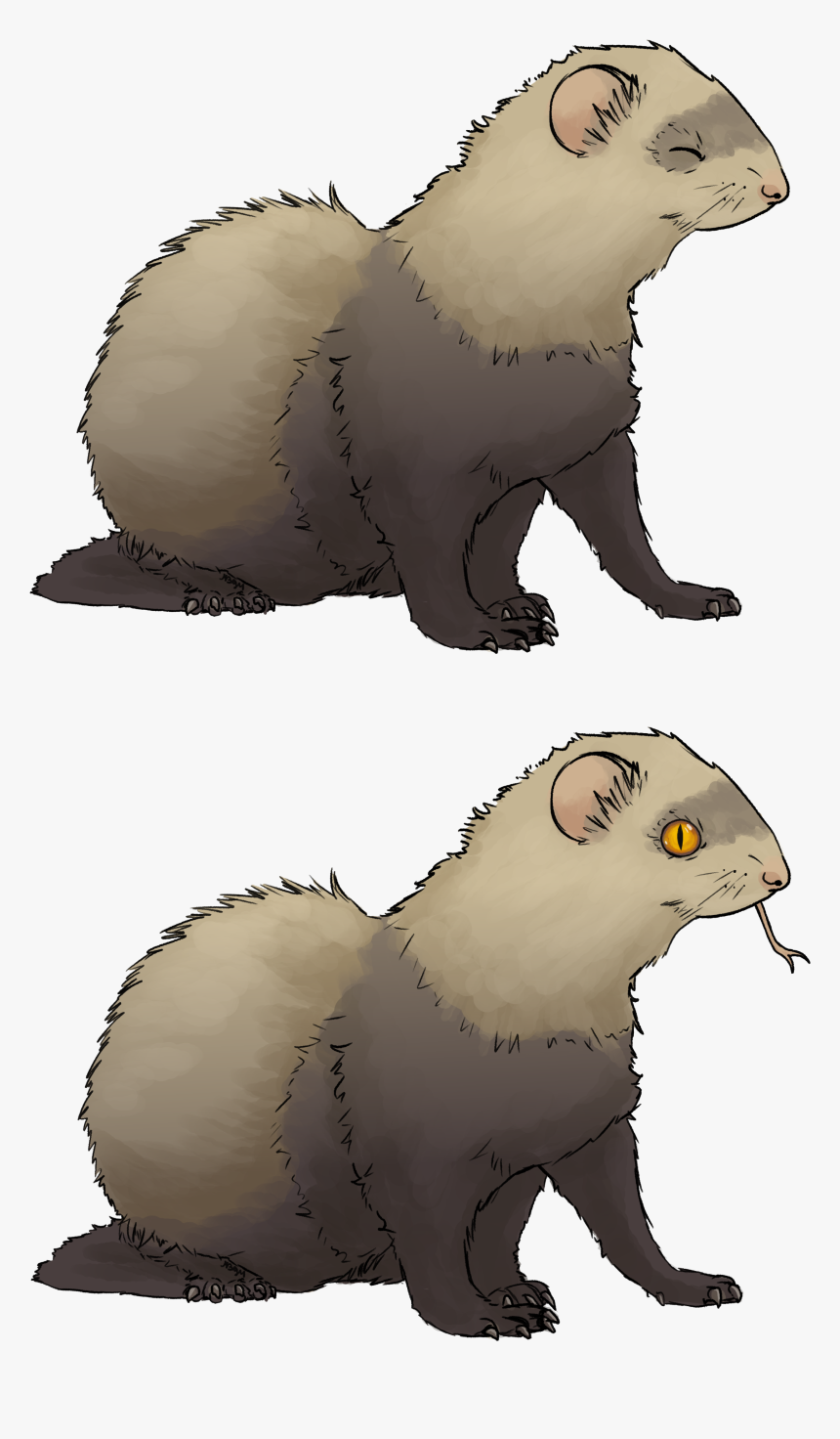 Another Ferret Request - Ferret, HD Png Download