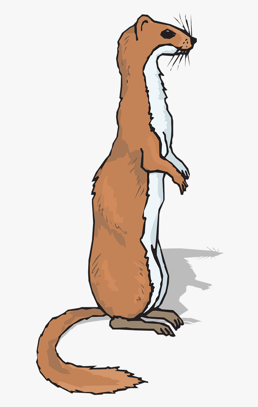 Ferret Clipart, HD Png Download