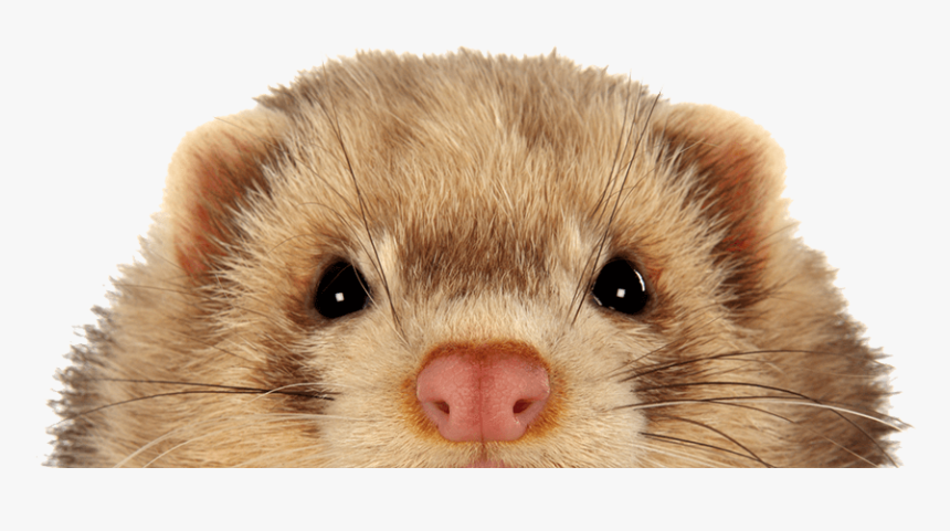 Keeping Ferrets Safe - Ferret, HD Png Download