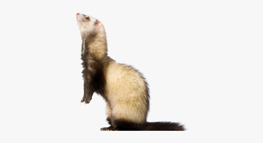 Shop Our Online Store - Black-footed Ferret, HD Png Download