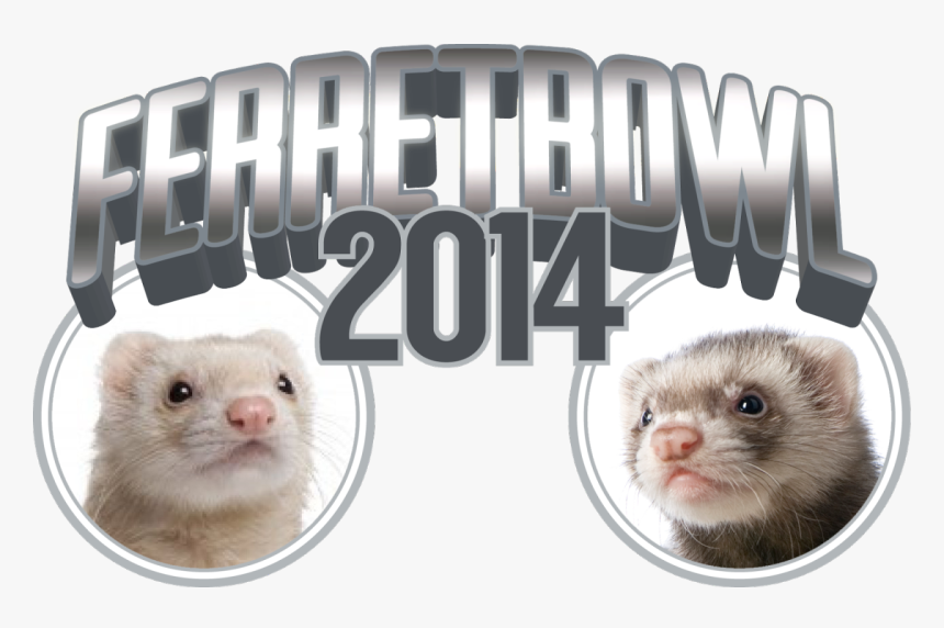 Cannonball The Ferret - Sable Ferret, HD Png Download