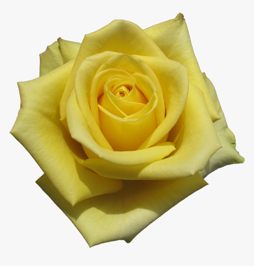 Floribunda, HD Png Download