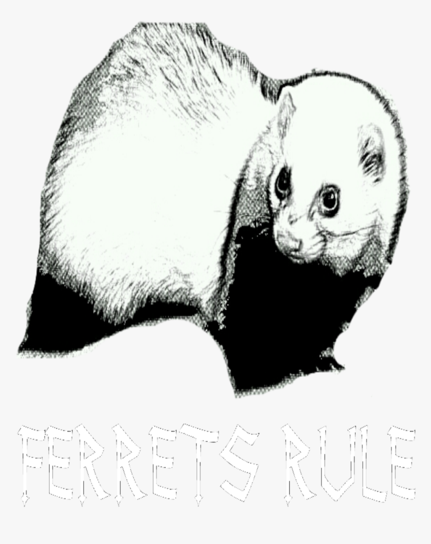 Ferret, HD Png Download