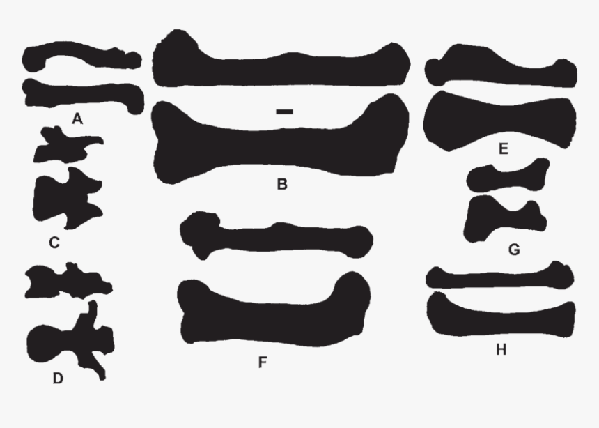 Silhouettes Of Various Bones In Dorsal And Lateral - Silhouette, HD Png Download