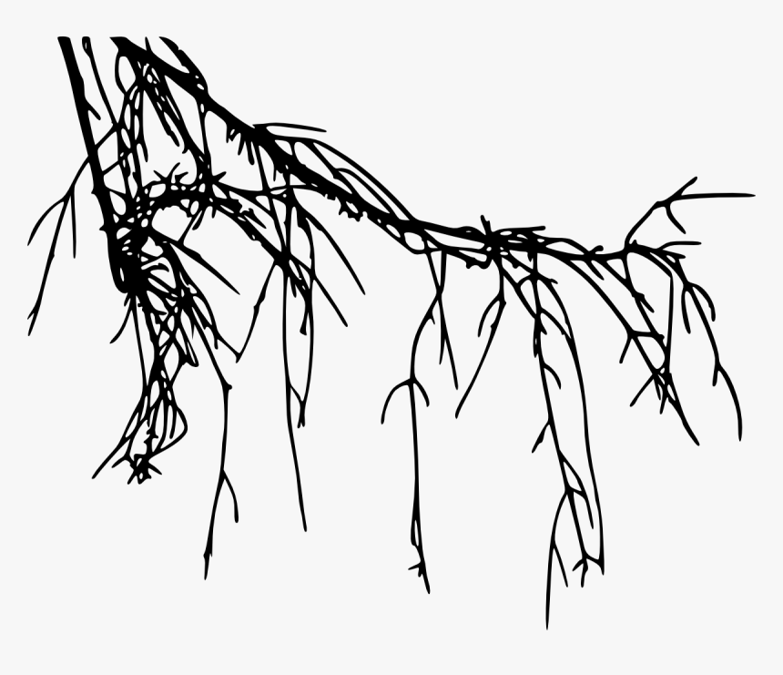 Tree Root Silhouette, HD Png Download