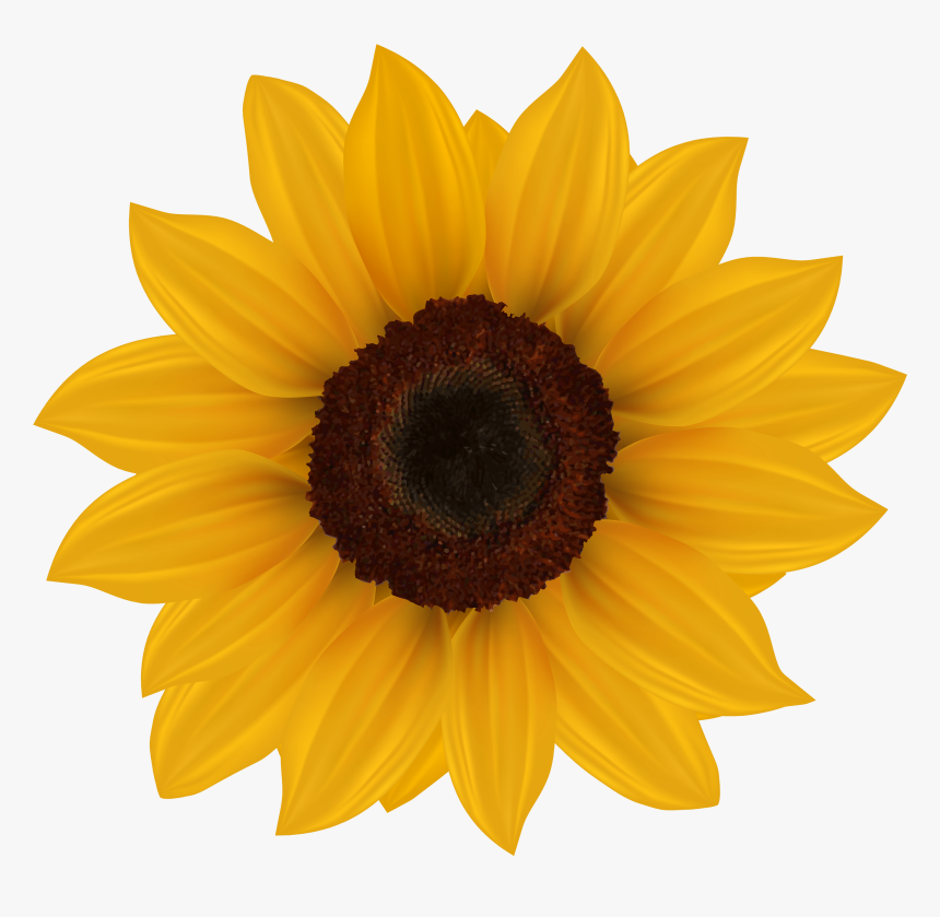 Sunflower Png Clipart Image - Flower Clip Art Sunflower, Transparent Png