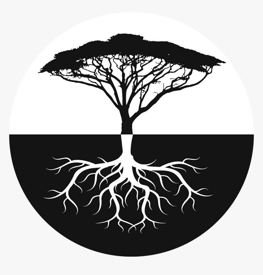 Most Popular Tree In Africa, HD Png Download , Transparent Png Image