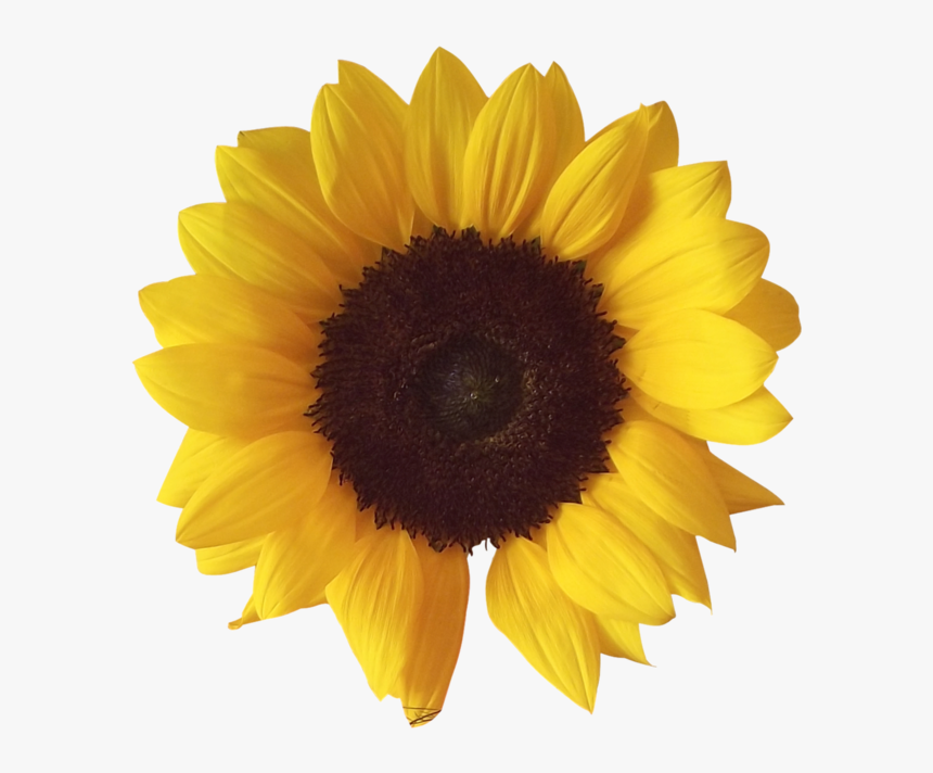 Sunflower - Sunflower Png, Transparent Png