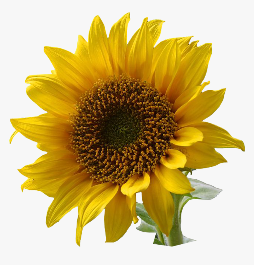 Food,cuisine,daisy Family,seed,annual Plant - Flower With Transparent Background, HD Png Download