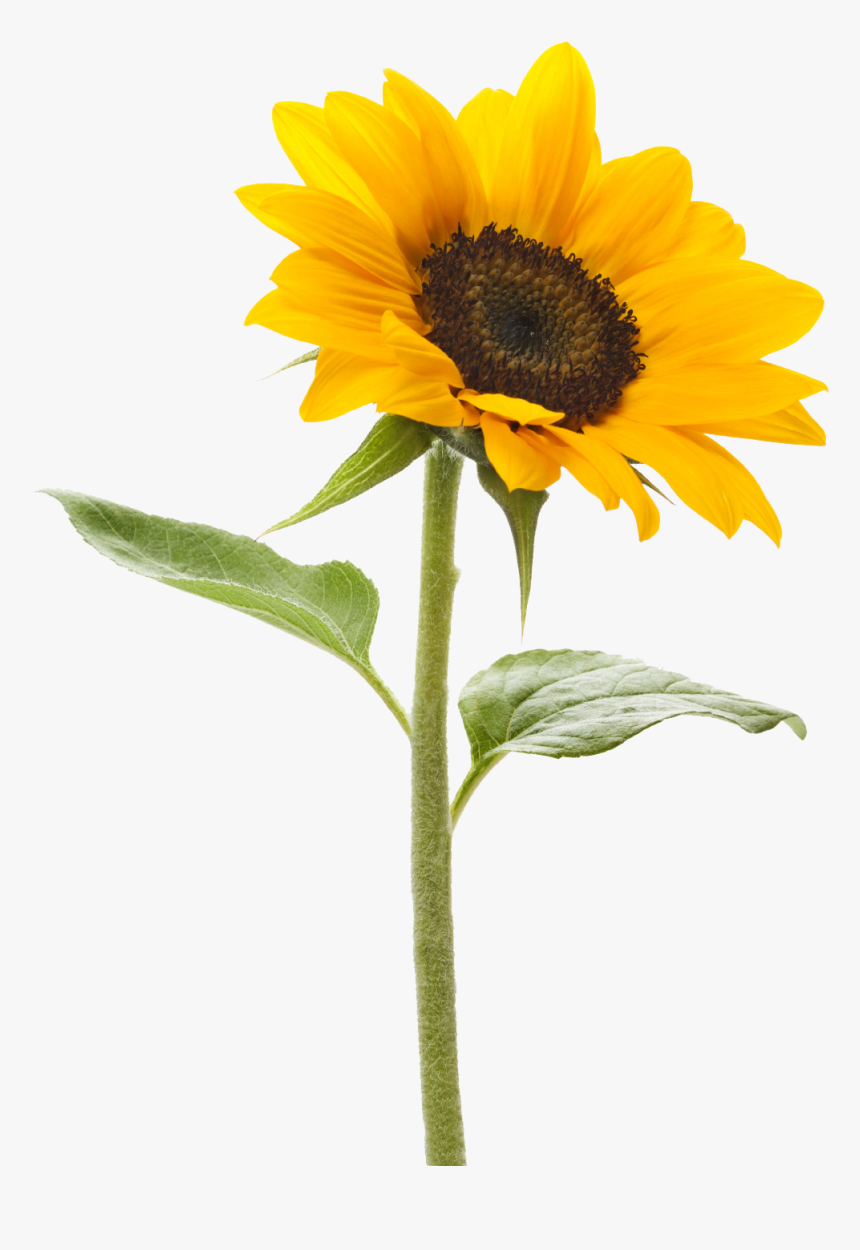 Transparent Background Sunflower Png, Png Download