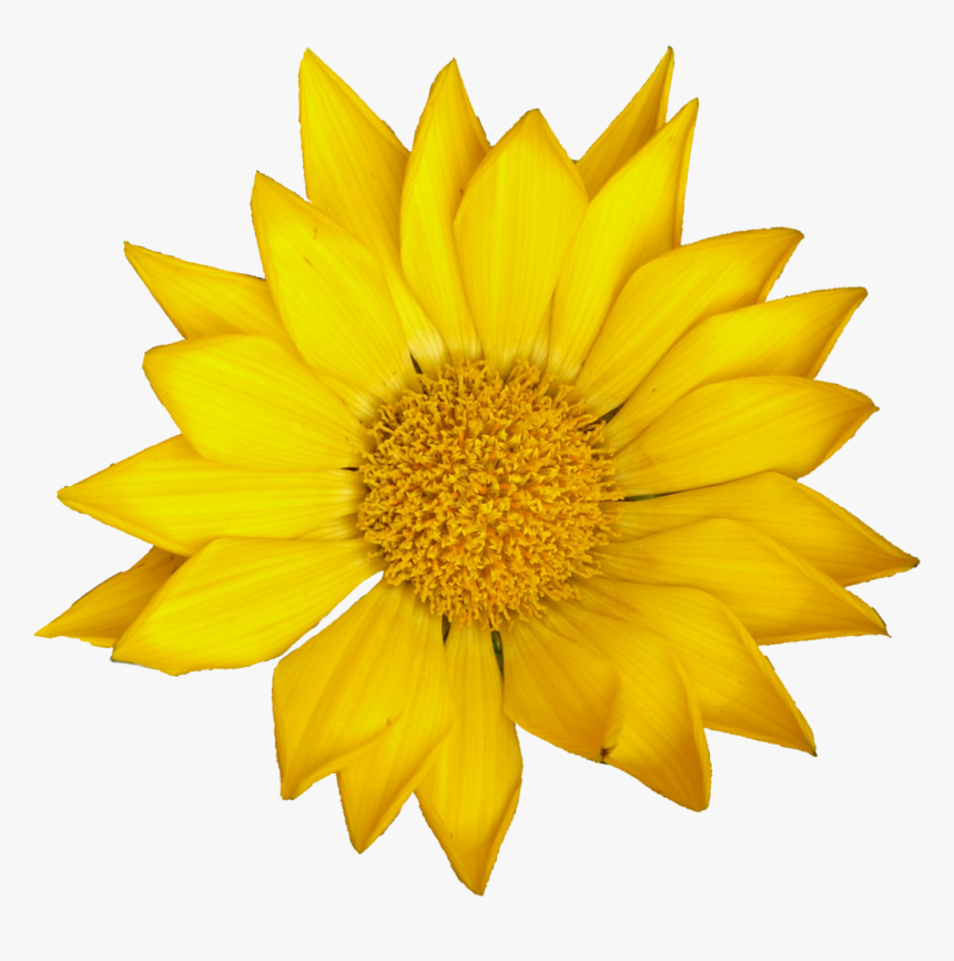 Gazania, HD Png Download