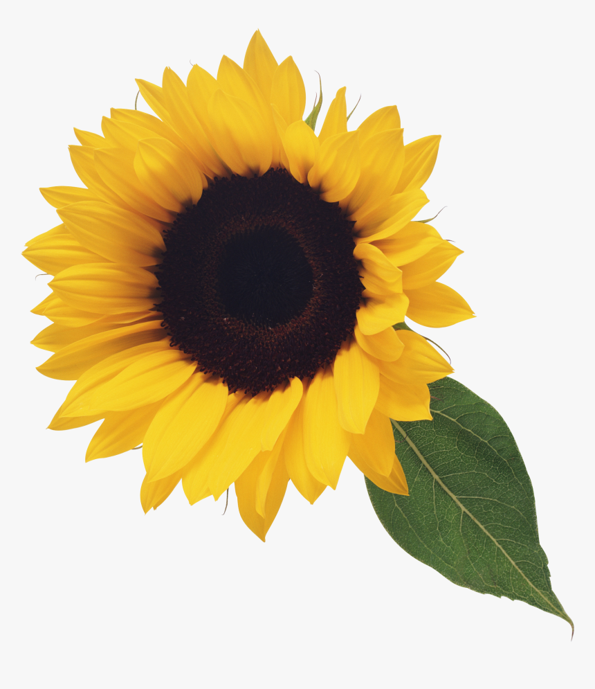 With Leaf Clipart Sunflowers - Sunflower Png, Transparent Png