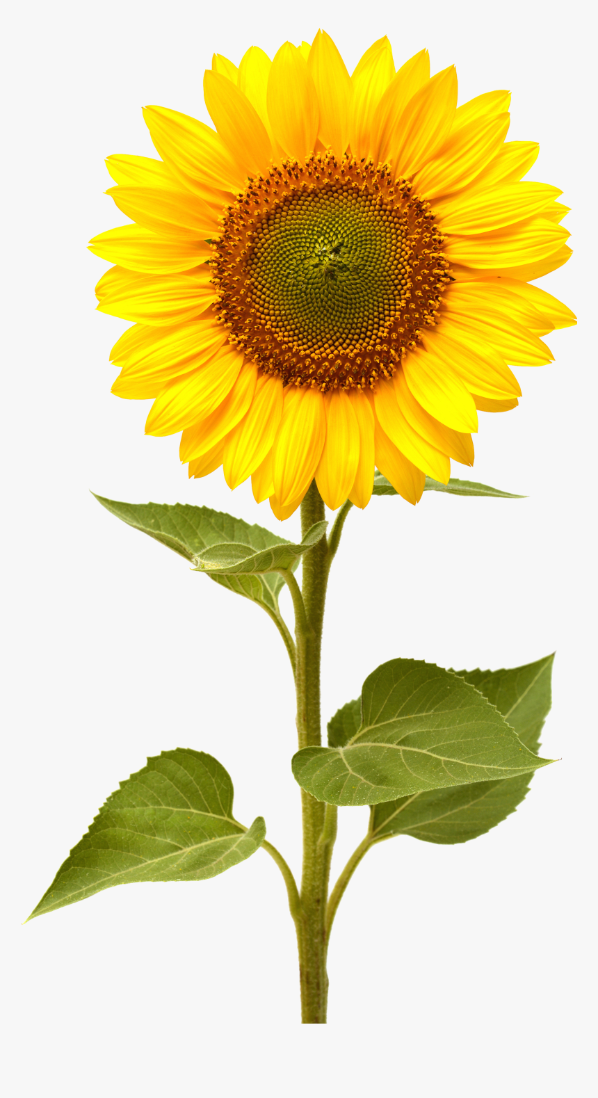 Sunflower Png, Transparent Png