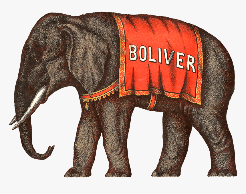 Elephant,elephants And Mammoths,indian Elephant,terrestrial - Circus Elephant Illustration, HD Png Download