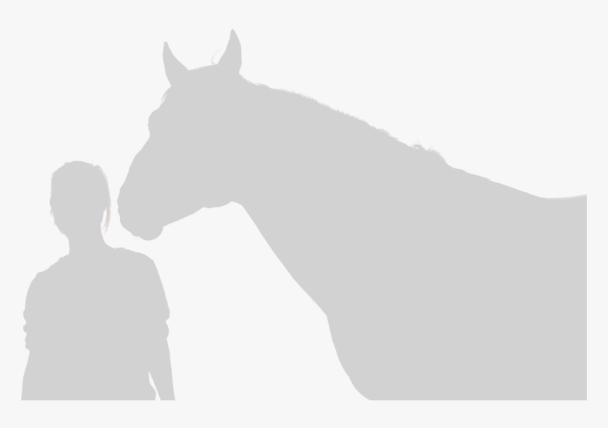 Horse Outline - Stallion, HD Png Download