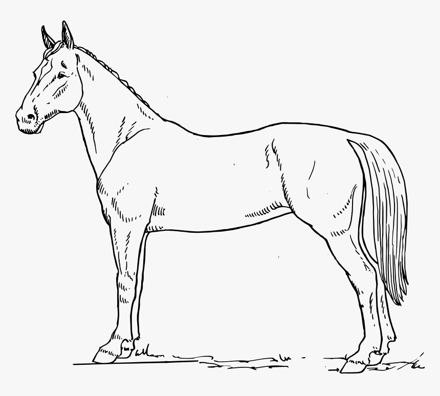 Free Vector Horse Scheme - Horse Black And White Drawing, HD Png Download