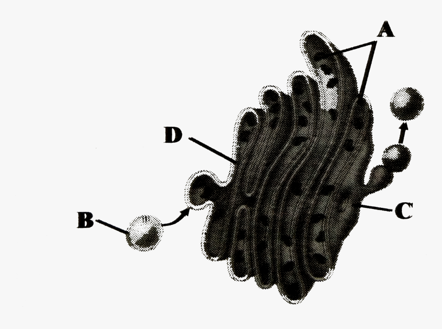 Illustration, HD Png Download