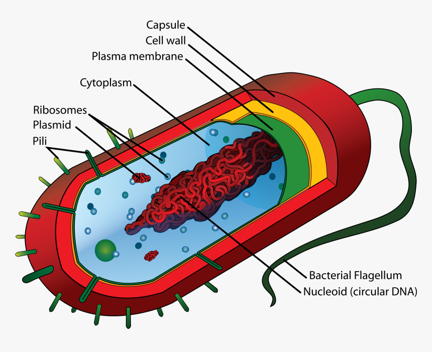 4iborygkt - Prokaryotic Cell Diagram, HD Png Download