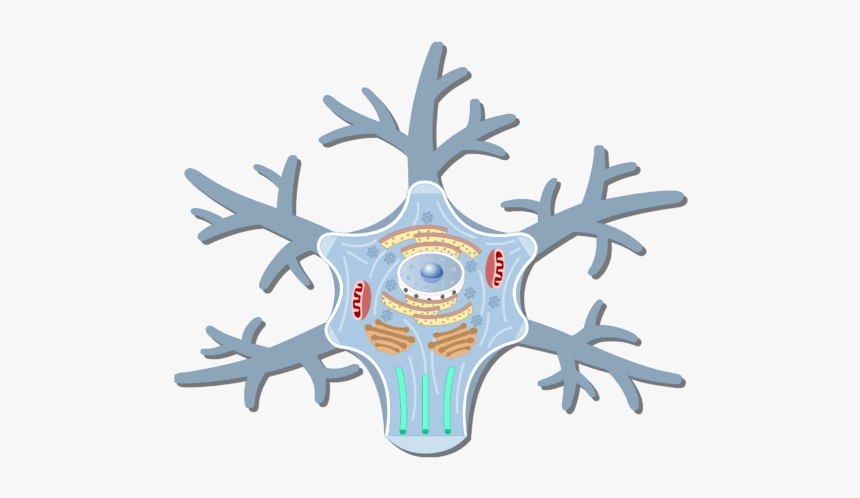 An Image Showing The Neuron Cell Body And It S Structures - Nerve Cell Body Structure, HD Png Download