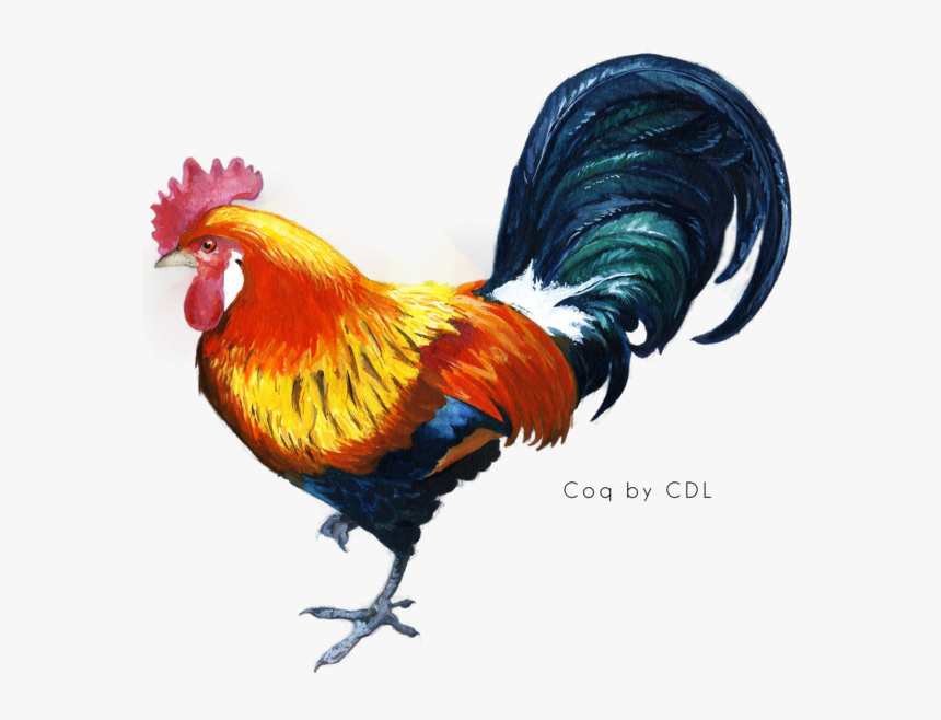Kukkuta Sastra Chicken Star Vector Rooster - Cock Png, Transparent Png