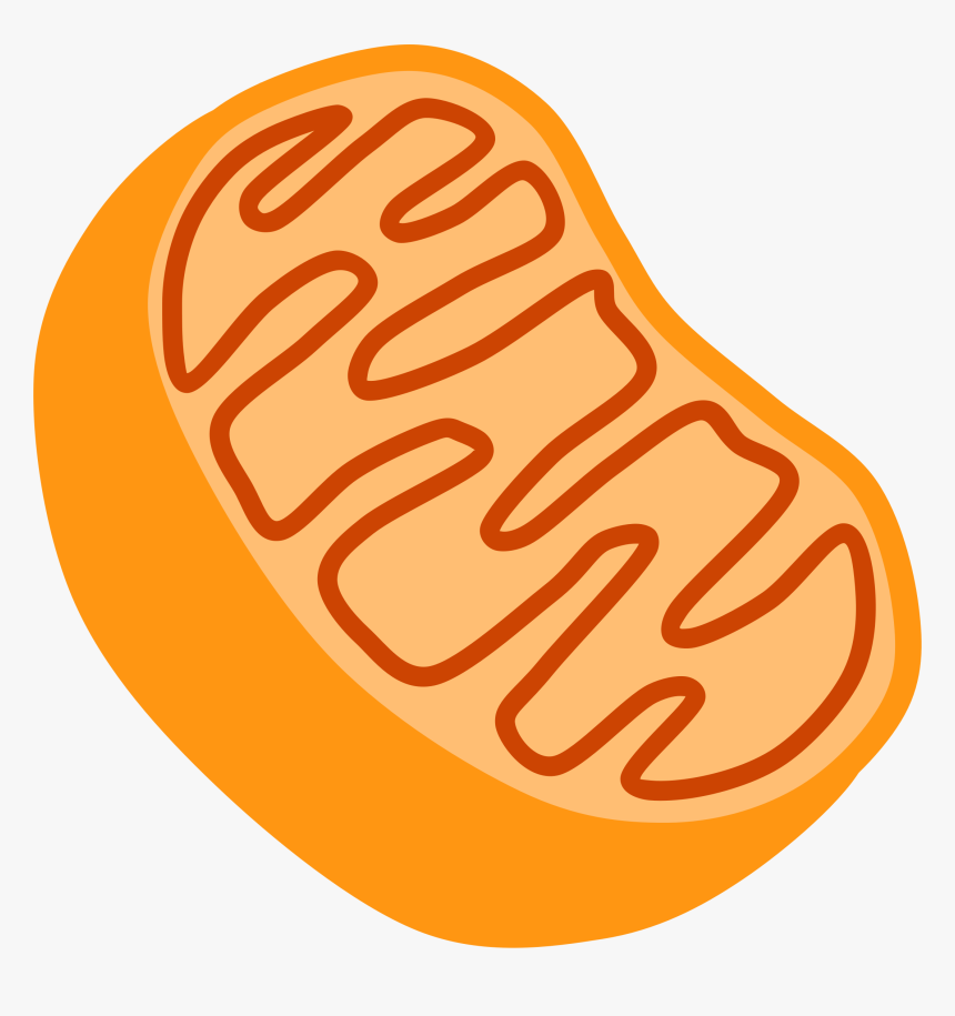 Biology 1 - Mitochondria Clipart, HD Png Download