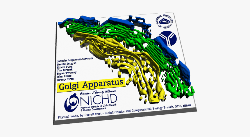 National Institute Of Child Health, HD Png Download