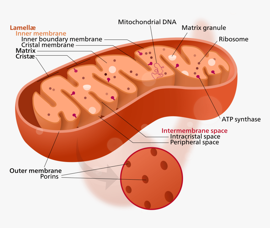 Golgi Bodies Vs Mitochondria - Cytoplasm In The Mitochondria, HD Png Download