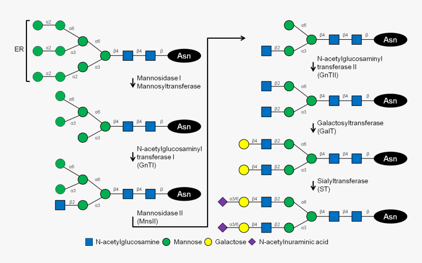 Glycosylation In Humans, HD Png Download