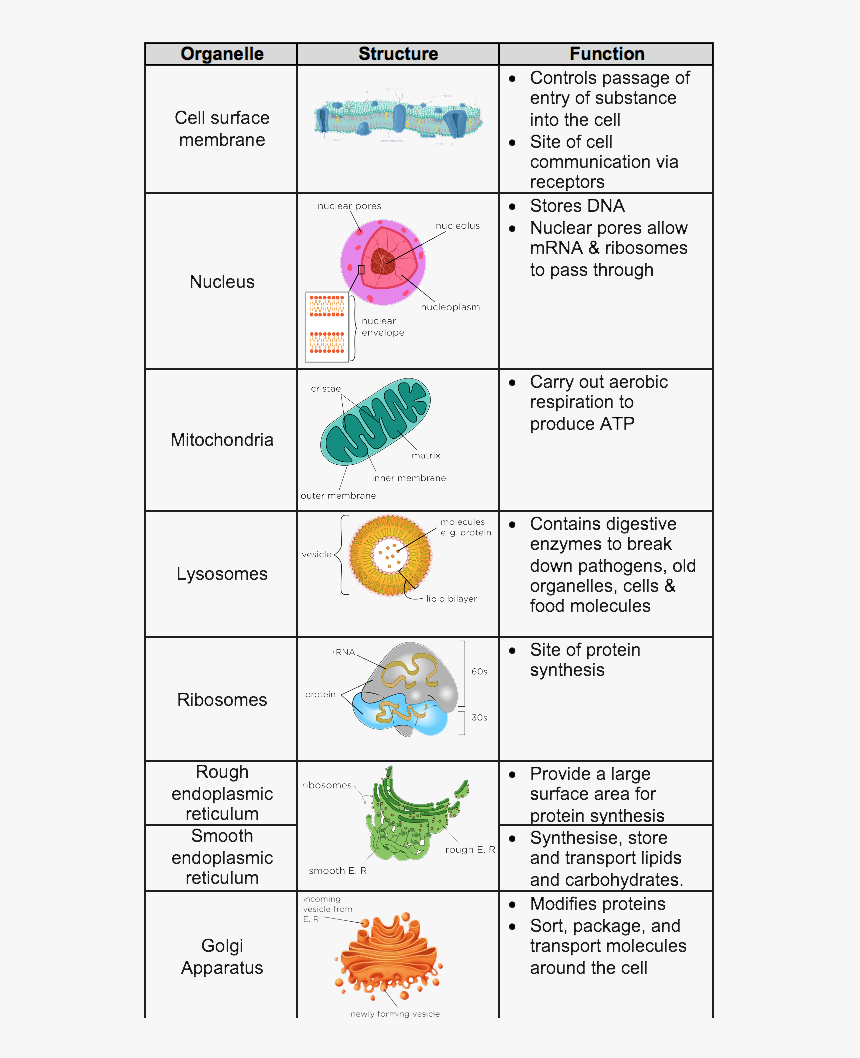 Picture - Level Biology Cell Structure, HD Png Download