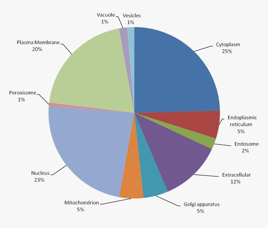 Ras Mutation And Leukemia, HD Png Download