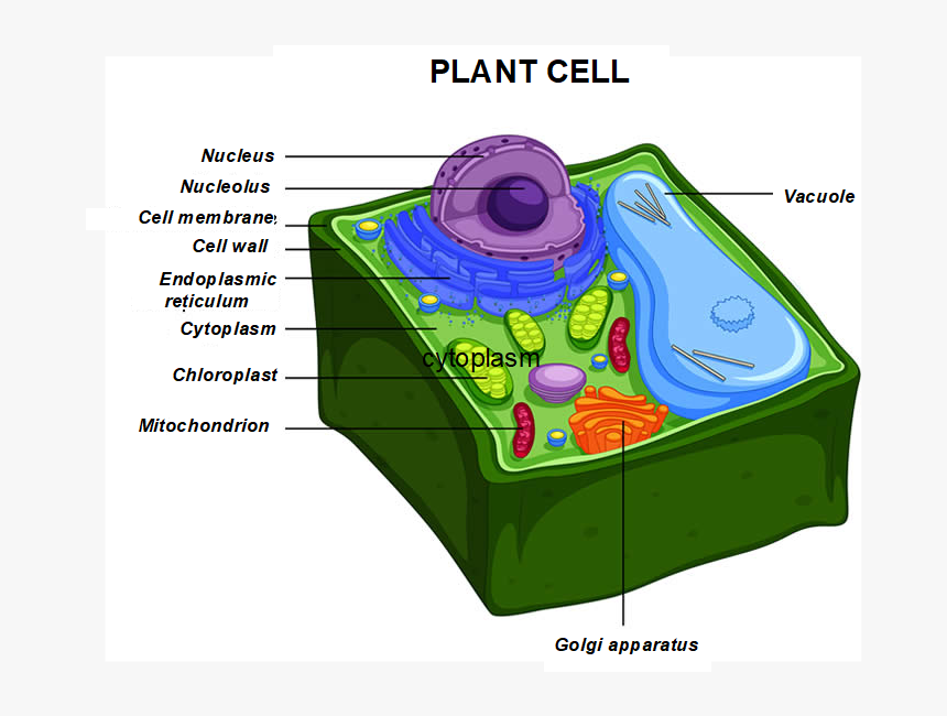 Anatomy Of Plant Cell, HD Png Download