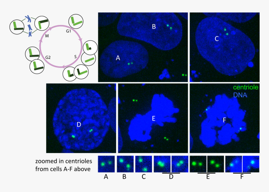 Picture, HD Png Download