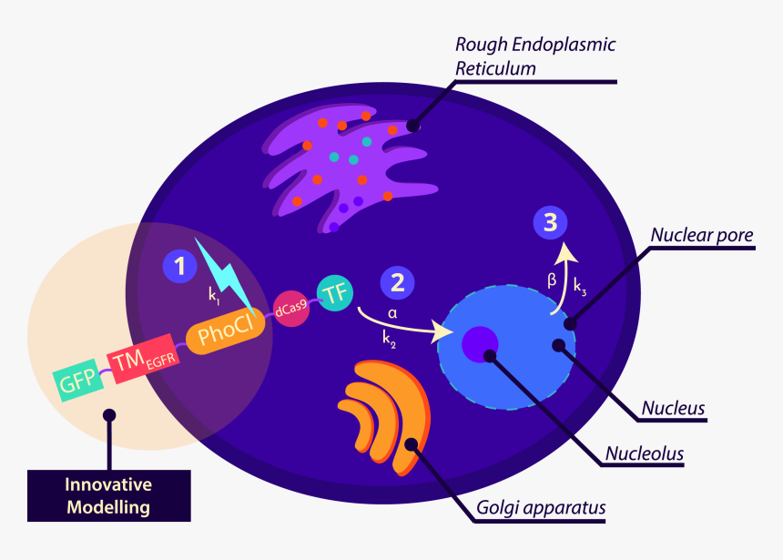 Circle, HD Png Download