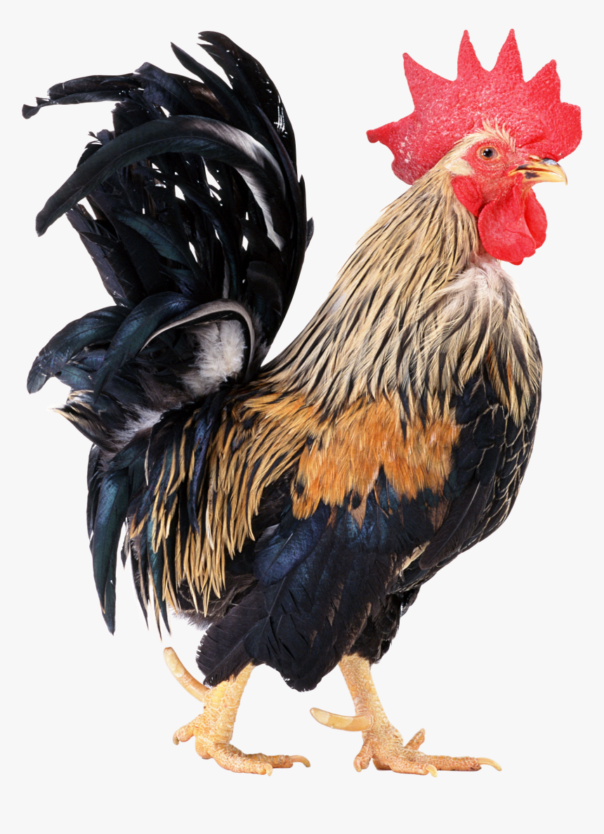 Free Cock Pictures