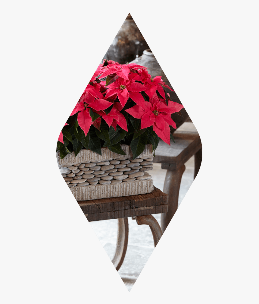 Poinsettia, HD Png Download