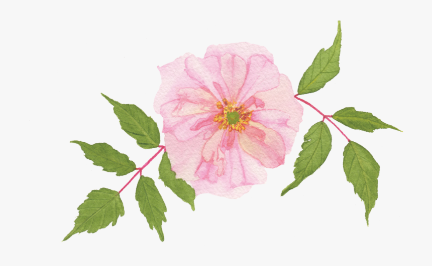 Transparent Apink Png - Rosa Gallica, Png Download
