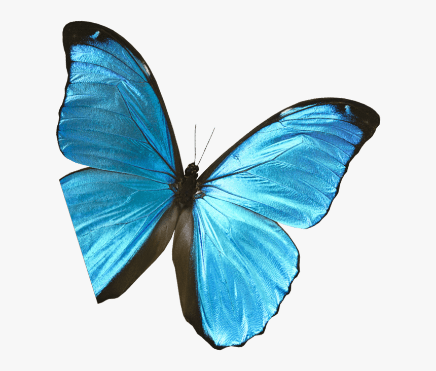 Butterfly-pic - Lycaenid, HD Png Download