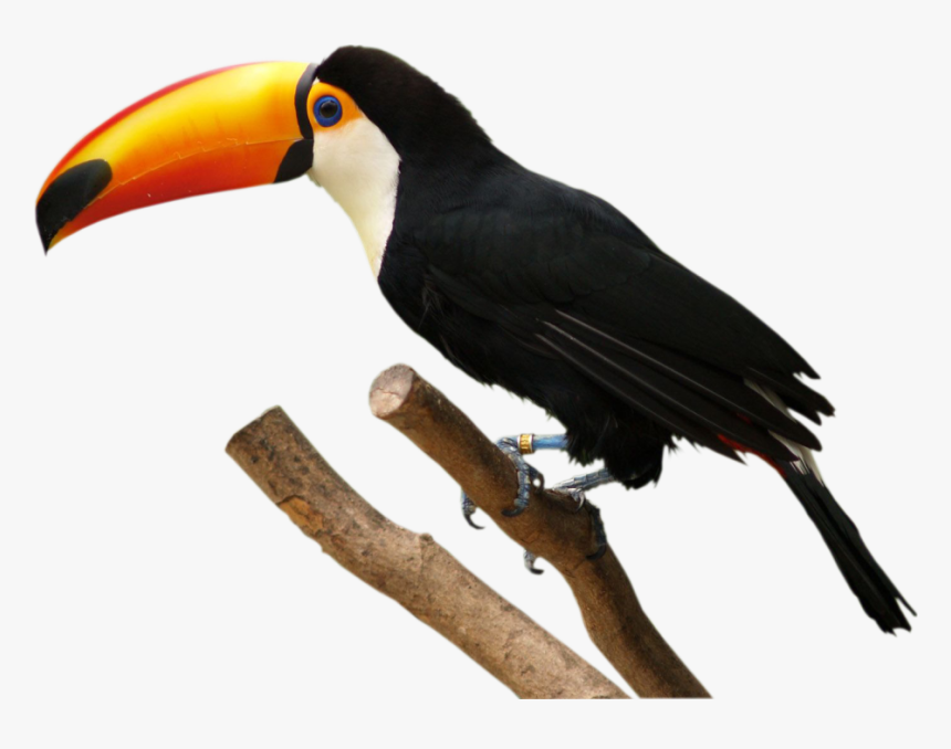 Tucano Freetoedit - Transparent Toucan Png, Png Download