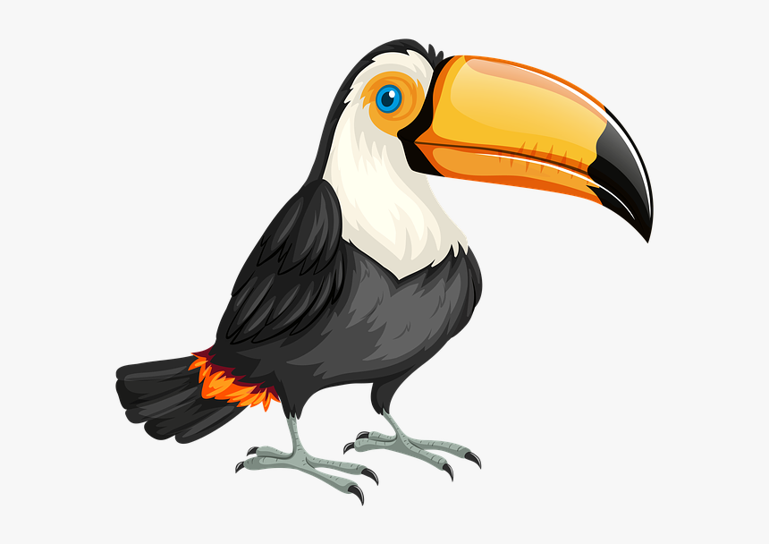 Toucan, Bird, Nature, Wild, Wildlife, Animal, Zoo - Tucan Png, Transparent Png