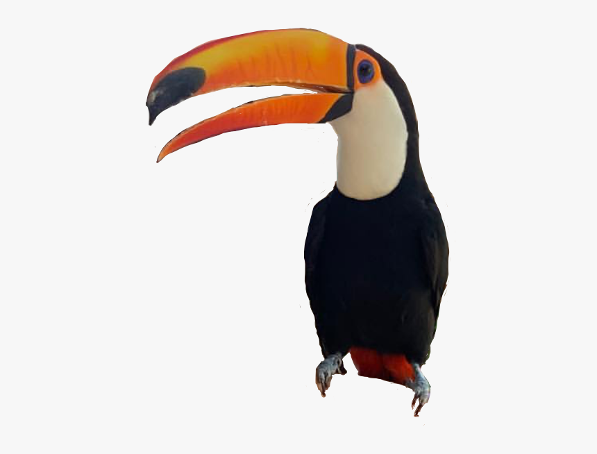 #tucano #freetoedit - Toucan, HD Png Download