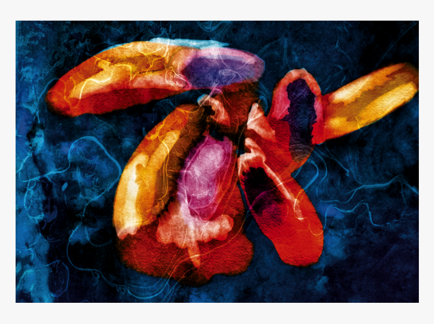 American Lobster, HD Png Download