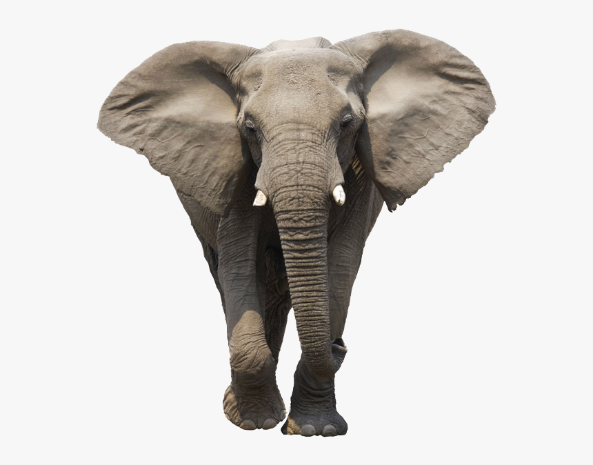 Asian Elephant Clipart Gray Elephant - Elephant Png, Transparent Png