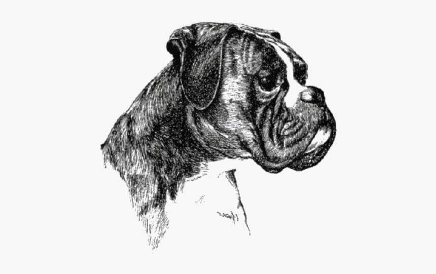 Boxer Hund Png Pluspng - Boxer Club, Transparent Png