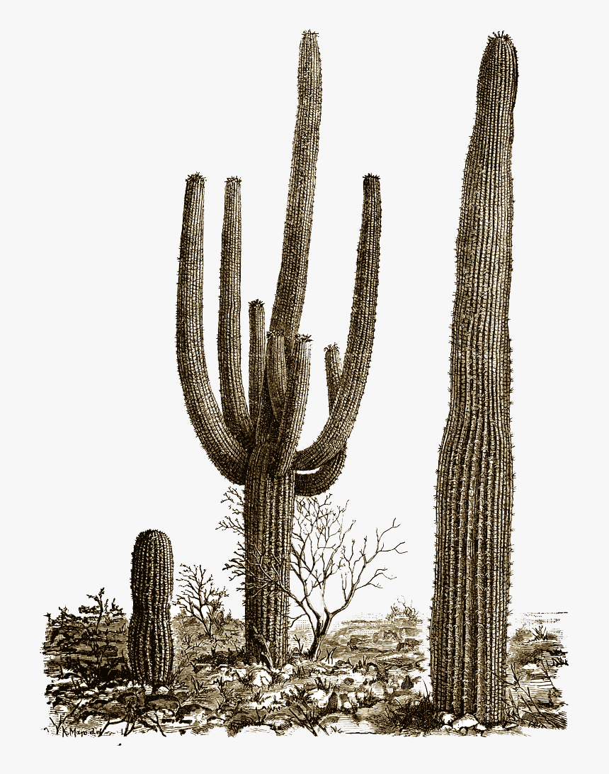 Cactus Png - Desert Cactus Png, Transparent Png
