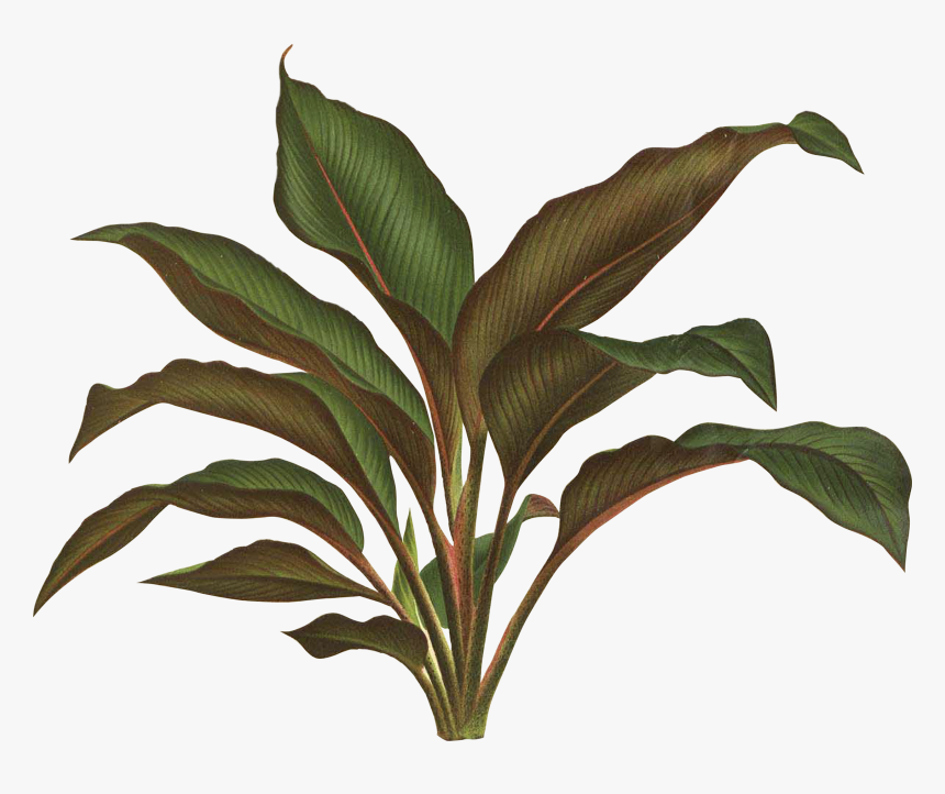 Jungle Plant Png, Transparent Png