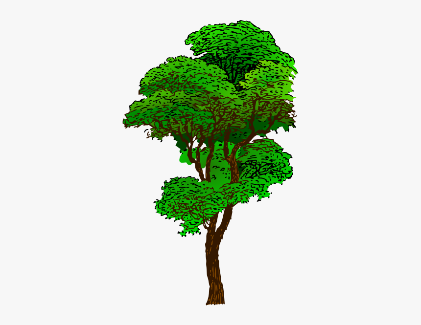 Plant,leaf,houseplant - Clipart Rainforest Tree, HD Png Download