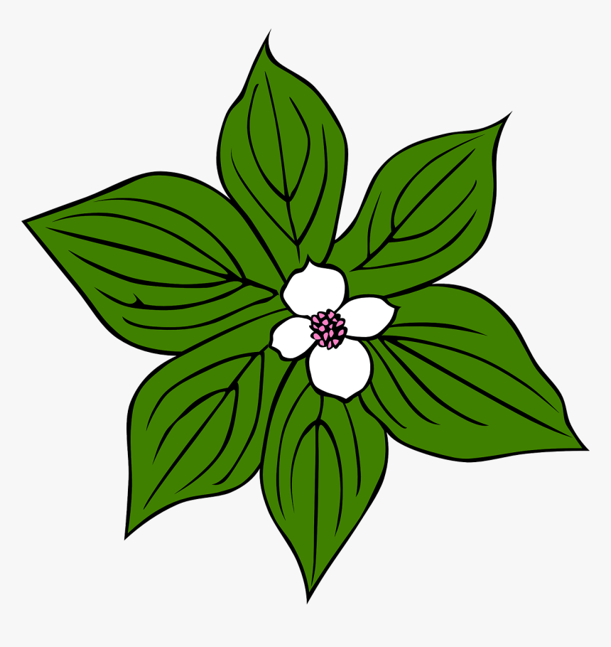 Jungle Plant Png, Transparent Png