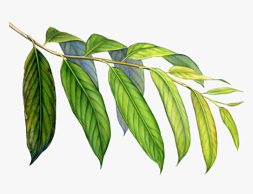 Amazon Drawing Tropical Evergreen Forest Huge Freebie - Elm, HD Png Download