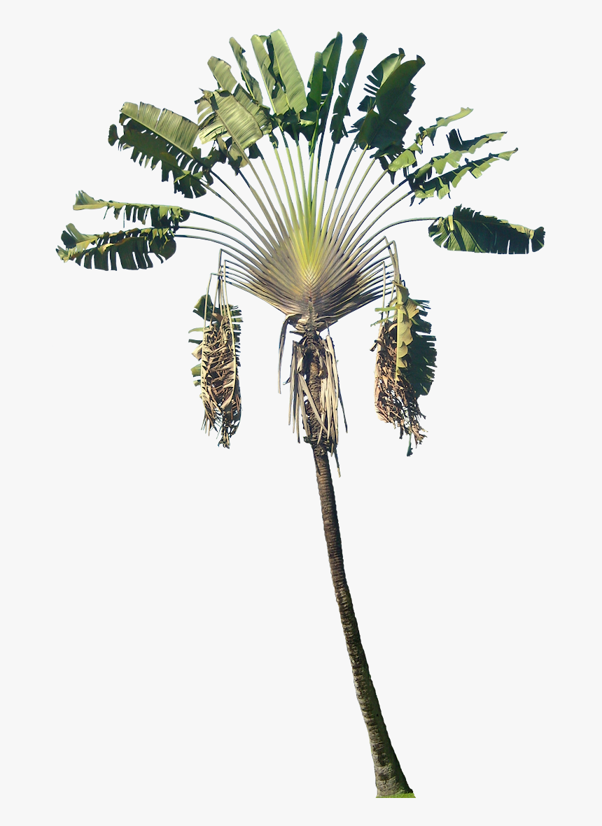 Ravenala Madagascariensis Wood, HD Png Download