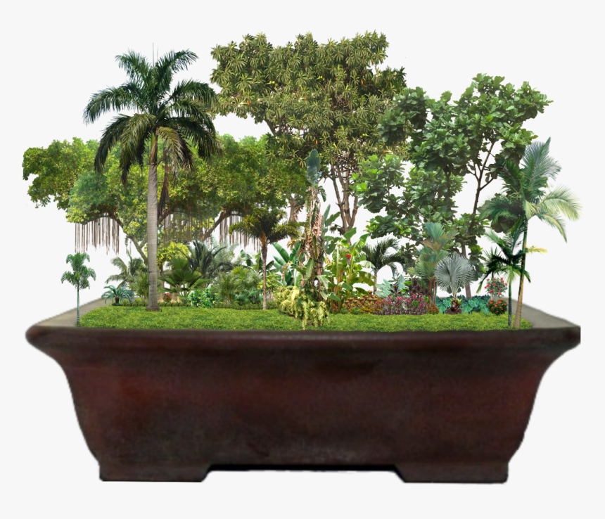 #tropical #garden #jungle #palmtrees #trees #plants - Ficus Lyrata, HD Png Download